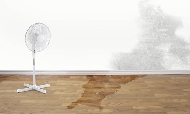Best Flood damage cleanup  in Hackberry, TX